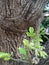 Nature clousup wallpaper tree leaf