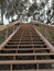 Nature coast staircase Spanish moss