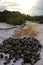 Nature coconut tree tropical Brazil