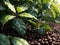 Nature Coffee Beans Close Up for Background. Coffee Plantation