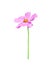 Nature colorful pink cosmos flowers  or mexican aster with yellow pollen patterns blooming and green stem isolated on white