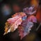 nature concept fall red closeup natural autumn season background bright leaf. Generative AI.