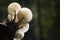 Nature concept photo. Wild life mushrooms in nature