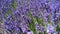 Nature cosmetics. Lavender field in the summer, aromatherapy.