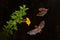 Nature in Costa Rica. Orange nectar bat, Lonchophylla robusta, flying bat in dark night. Nocturnal animal in flight with yellow