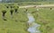 Nature with cows in holland