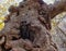 Nature of Crimea. Close-up of texture of tree bark unique old Steven`s maple on Ai-Petri mountain in Crimea.Tree is over 250 years