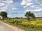 Nature. Cumulus clouds. Meadow. Dirt road