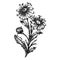 nature daisy flower sketch hand drawn vector