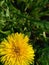 nature dandelion spring green grass flowers bloom flower