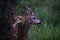 Nature Deer. Bambi Fawn. Roe deer, capreolus. Beautiful wildlife buck.