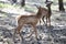 Nature. Deer Fawn. Bambi. White-tailed young roe deer, capreolus. Beautiful wildlife buck.