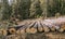 Nature destruction.Logging