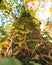 Nature detail. Creepers on tree trunk with unfocused background in autumn. Hervas, Caceres. Spain