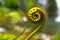 Nature details of fern and Fibonacci series