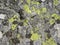Nature details: many different lichens grow on gray rock surface