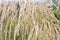 Nature Dried Grass Bright Sunny Background