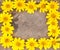 Nature dried leaf background with  colorful flowers yellow petal blooming frame or sweet singapore daisy texture top view patterns