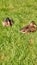 Nature duck grass sunny