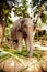 Nature, eating and elephant in jungle with leaves, walking or sustainability. Forest, conservation and animal feeding on