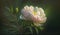 Nature elegance showcased in a vibrant peony generated by AI