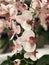 Nature elegant White & Pink Orchids.