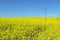 Nature & energy. Power line above yellow flowers