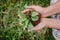 Nature and Environmental Conservation for Sustainable Resource Concept, Female Hands Holding Tree Sprout for Cultivation in