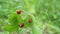 Nature of Europe. Wild organic strawberries in forest. Ripe red wild strawberry berry on a bush. Close up.