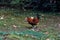 Nature, farm, ecology concept - image of a thoroughbred rooster