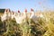 Nature, field and chicken farm with blue sky in green countryside, free range agriculture and sunshine. Poultry farming