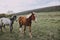 nature fields horses mammal animals landscape unaltered
