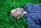 Nature fills him with freshness and inspiration. Man unshaven guy lay on green grass meadow. Guy happy and peaceful