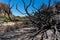 Nature after fire. Black burnt landscape of national park of Teide