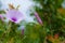 Nature. Flora. Convolvulus silvaticus Kit. Wild bindweed plants. Open and closed pink flowers