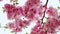 The nature is floral. Very beautiful sakura flower on a tree branch. Natural pink flower