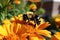 Nature flower beauty orange insect bee honey blossom pollination pollen