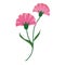 A Nature flower pink carnations