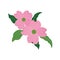 Nature flower pink dogwood Cornus florida