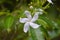 Nature flower white beauty flora bloom tree freshness dew