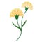 A Nature flower yellow carnations