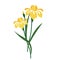 A Nature flower yellow iris