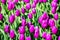 Nature flowers background. Blooming colorful purple tulips flowerbed in public flower garden. Popular tourist site. Lisse, Holland