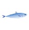 Nature food from ocean, seafood sardine, vector illustration. Fresh animal fish from sea, isolated on white cartoon