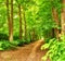 Nature, forest path and trees in calm woods, park or sustainable eco friendly environment background. Sustainability