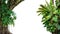 Nature frame of jungle trees with tropical rainforest foliage plants climbing Monstera, birdâ€™s nest fern, golden pothos and