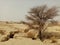 Nature gift valuable single tree in desert