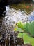 Nature Goldfish pond in this morning