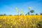 The nature grass flowers, wild yellow flowers With bright sky