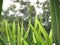 Nature grasses background, Grasses of different sizes, large grasses in front. Small grasses behind Looks like a window frame of n